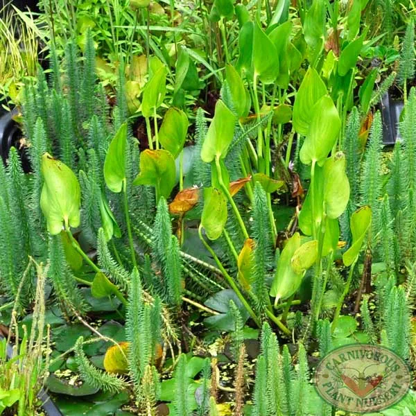 Pickerelweed Seeds
