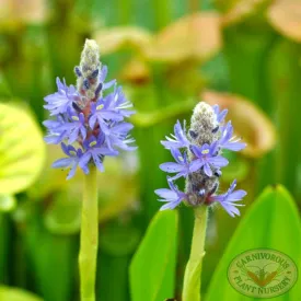 Pickerelweed Seeds